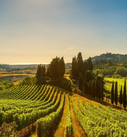 italy-tuscany-vineyard